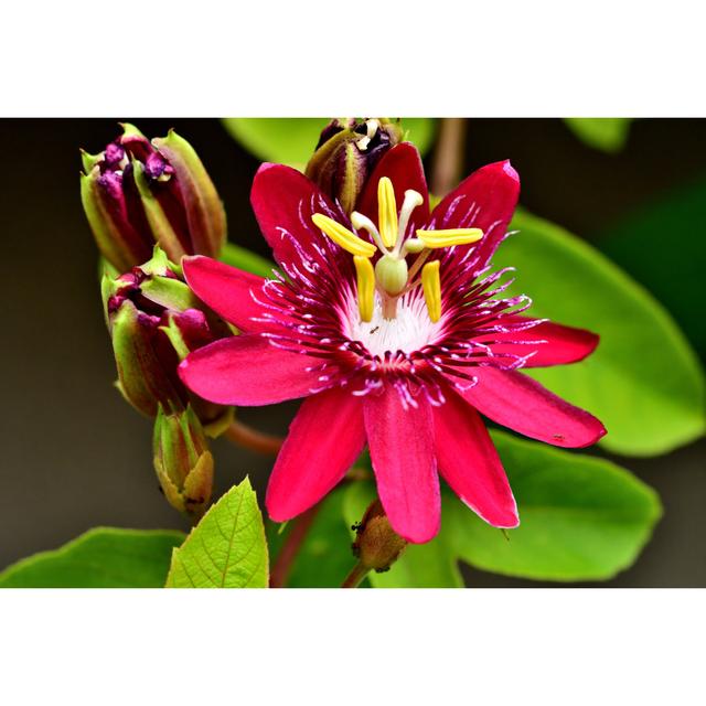 Passion flower Latitude Run Size: 30cm H x 46cm W on Productcaster.