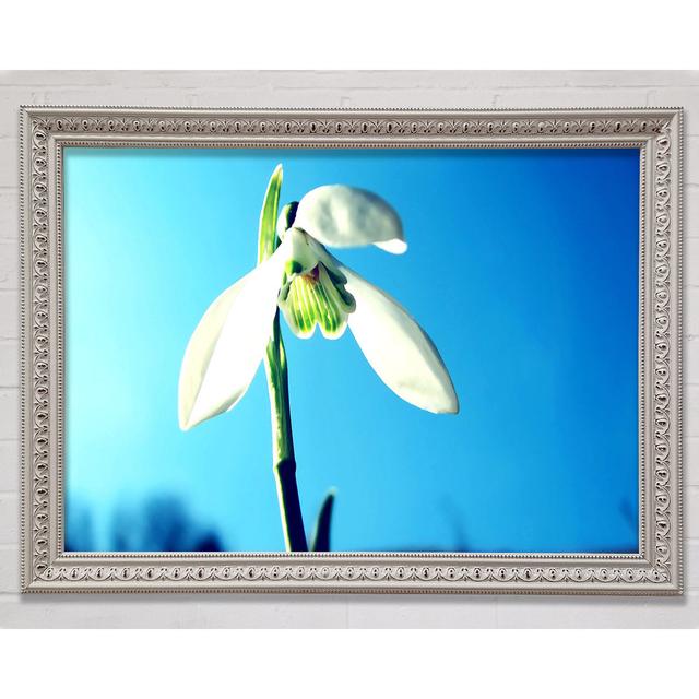 Gerahmtes Wandbild Snowdrop Spring Brayden Studio Größe: 21 cm H x 29,7 cm B x 3 cm T, Format: Poster mit silberfarbenem Rahmen on Productcaster.