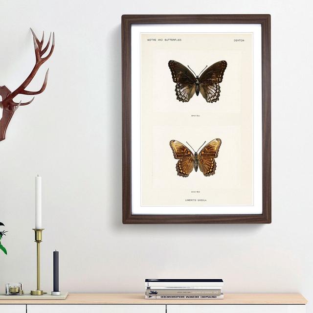 Limenitis Arthemis Butterfly by S.F. Denton - Picture Frame Painting Print East Urban Home Size: 48cm H x 36cm W x 2cm D, Frame Option: Walnut Framed on Productcaster.