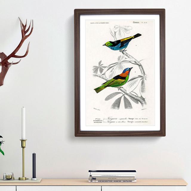 Bird Illustrations PL. 2C by Charles d' Orbigny - Picture Frame Painting Print on Paper East Urban Home Frame Option: Walnut Framed, Size: 63cm H x 45 on Productcaster.