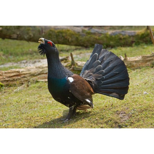 Wood Grouse - Tetrao Urogallus by ZigaC - Wrapped Canvas Print August Grove Size: 20cm H x 30cm W on Productcaster.