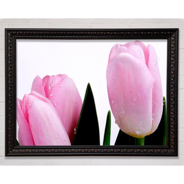 Baby Pink Tulips - Single Picture Frame Art Prints Bright Star Size: 59.7cm H x 84.1cm W x 3cm D on Productcaster.