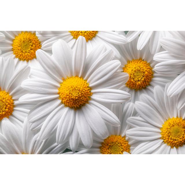 Daisies by Malerapaso - No Frame Print on Canvas 17 Stories Size: 81cm H x 122cm W on Productcaster.