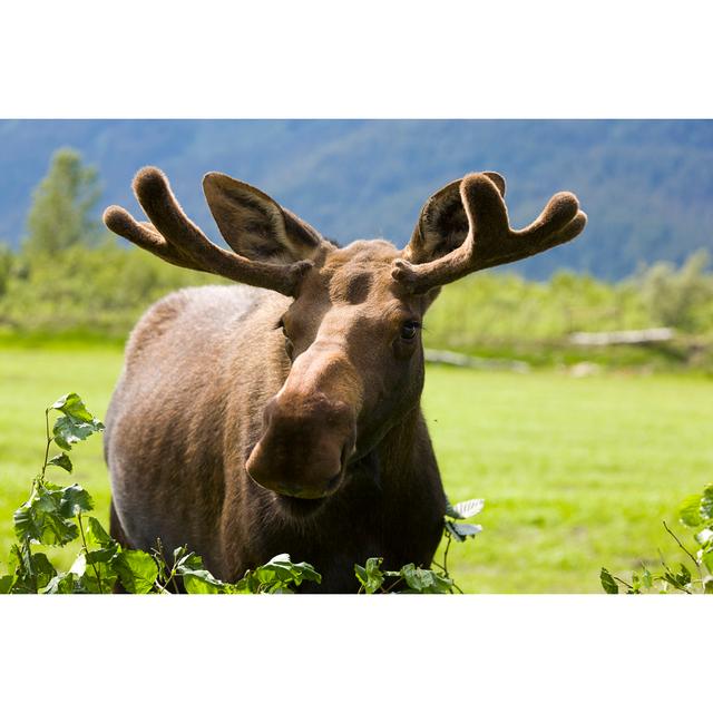 Young Bull Moose by RichLegg - Print Alpen Home Size: 30cm H x 46cm W x 3.8cm D on Productcaster.