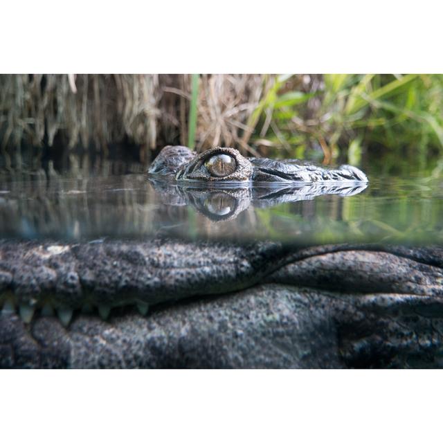 Crocodile Hiding Underwater by DrGrounds - Wrapped Canvas Art Prints Alpen Home Size: 80cm H x 120cm W on Productcaster.