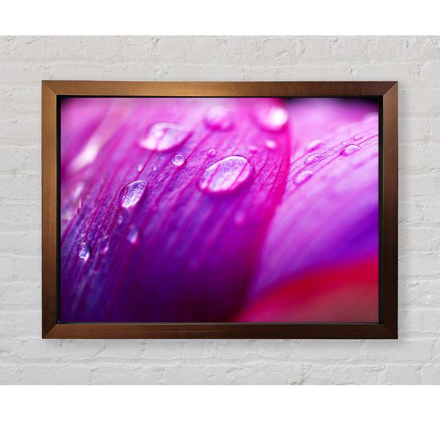 Pink Petal Dew - Single Picture Frame Art Prints Bright Star Size: 100cm H x 141.4cm W on Productcaster.