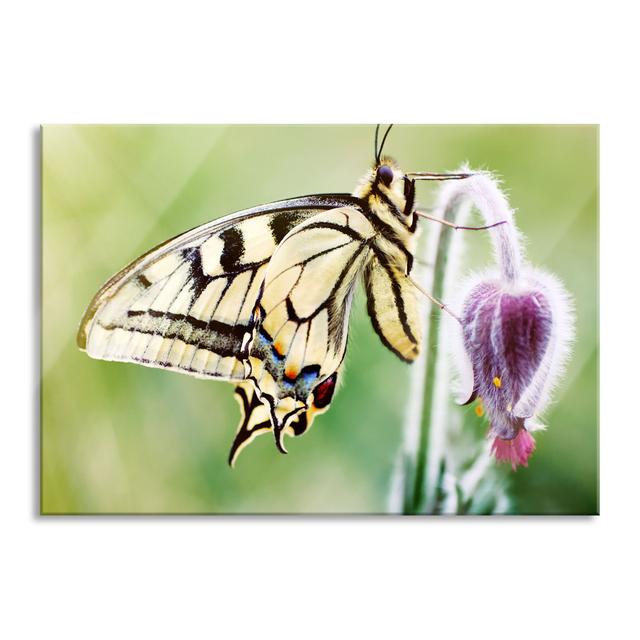 Dovetail Butterfly - No Frame Print on Glass August Grove Size: 70cm H x 100cm W x 0.4cm D on Productcaster.