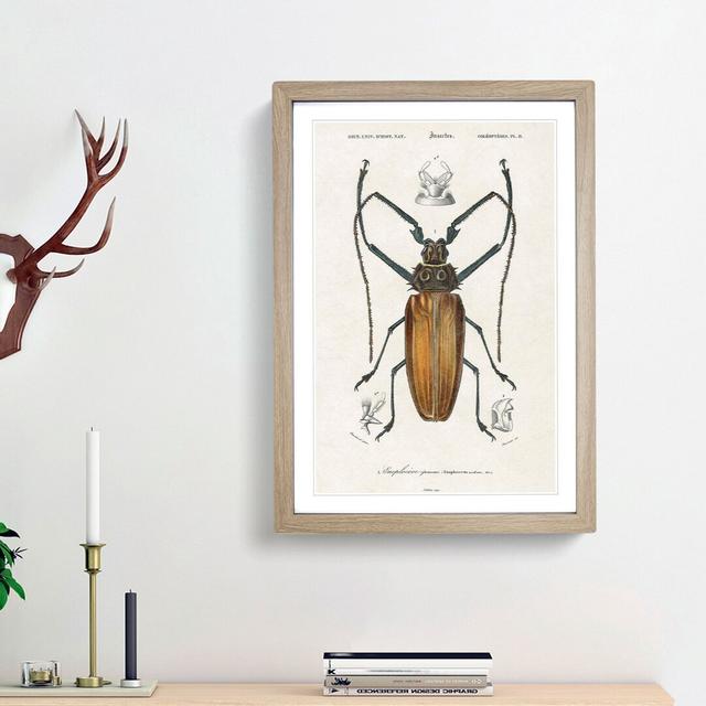 Beetle Illustration PL.11 by Charles d'Orbigny - Picture Frame Graphic Art Print on Paper East Urban Home Size: 63cm H x 45cm W x 2cm D, Frame Option: on Productcaster.