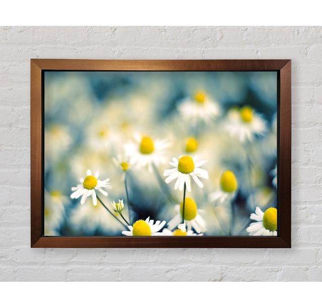 Chamomile Flowers Macro - Single Picture Frame Art Prints Bright Star Size: 42cm H x 59.7cm W x 3.4cm D on Productcaster.