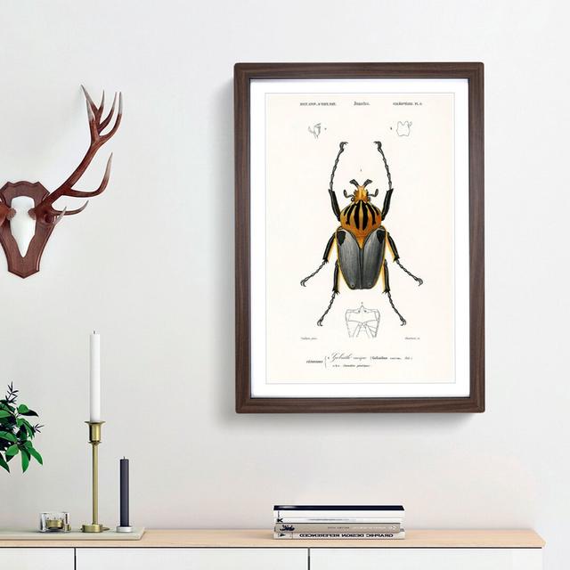 Beetle Illustration PL.6 by Charles d'Orbigny - Picture Frame Graphic Art Print on Paper East Urban Home Size: 33cm H x 24cm W x 2cm D, Frame Option: on Productcaster.