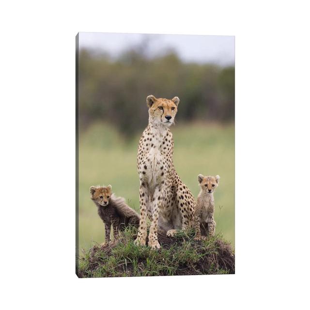 Cheetah Mother And Eight To Nine Week Old Cubs, Maasai Mara Reserve, Kenya I by Suzi Eszterhas - Wrapped Canvas Print Latitude Run Size: 101.6cm H x 6 on Productcaster.