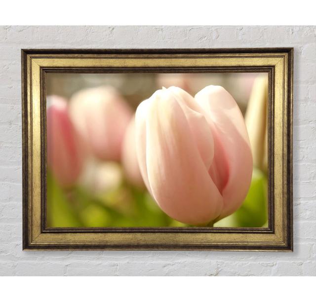 Baby Pink Tulip - Single Picture Frame Art Prints Bright Star Size: 21cm H x 29.7cm W on Productcaster.