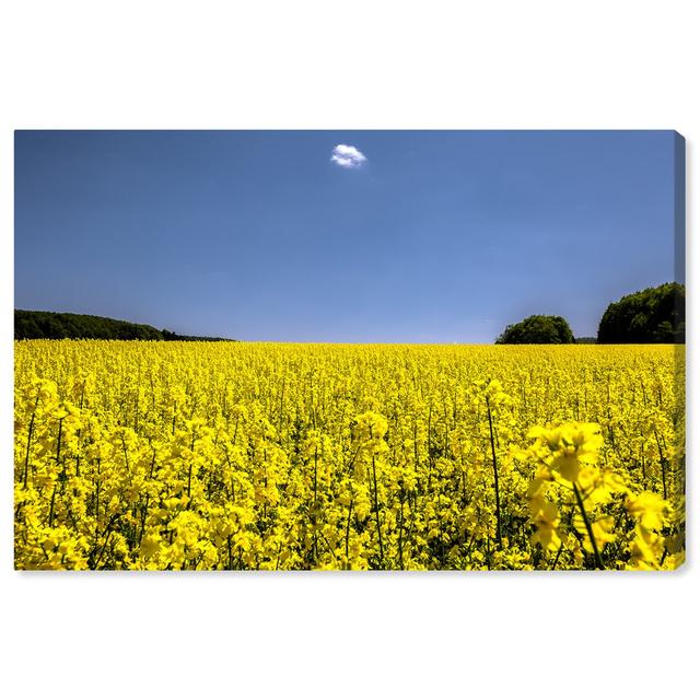 Curro Cardenal - Fields Of Gold II - Wrapped Canvas Print East Urban Home Size: 91.44 cm H x 60.96 cm W on Productcaster.