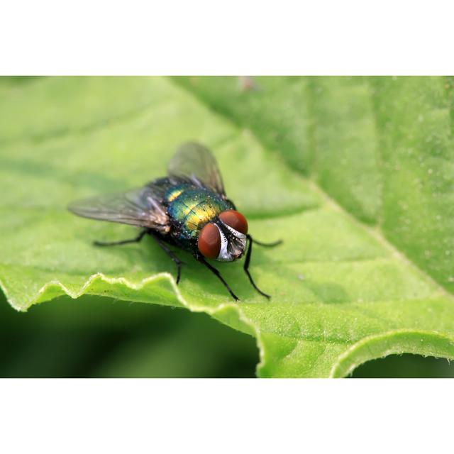 Bowline Red-Headed Flies - Wrapped Canvas Print Latitude Run Size: 51cm H x 76cm W x 3.8cm D on Productcaster.