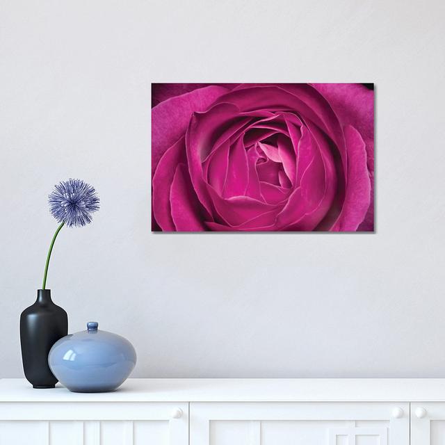 Rose by Glauco Meneghelli - Wrapped Canvas Print Latitude Run Size: 30.48cm H x 45.72cm W x 1.905cm D on Productcaster.