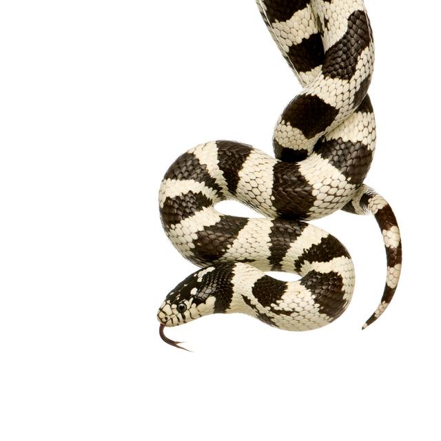 Coiled California Kingsnake by GlobalP - Wrapped Canvas Print 17 Stories Size: 51cm H x 51cm W on Productcaster.