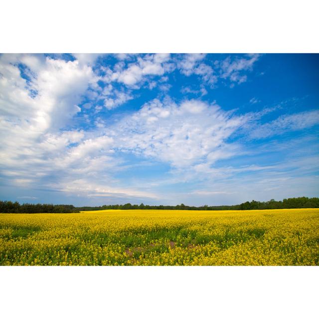 Ashwini Rape Fields - Wrapped Canvas Photograph Latitude Run Size: 81cm H x 122cm W x 3.8cm D on Productcaster.