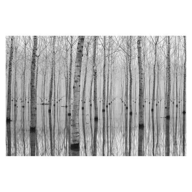 Birch Trees in November 3.2m x 480cm Textured Matt Peel & Stick Wall Mural East Urban Home on Productcaster.