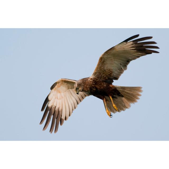 Marsh Harrier In Flight by Shurub - Wrapped Canvas Print Alpen Home Size: 51cm H x 76cm W x 3.8cm D on Productcaster.