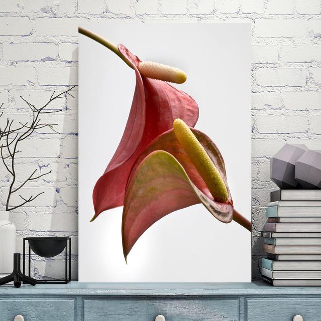 Anthurium 2 On White by Barry Seidman - Wrapped Canvas Print East Urban Home Size: 61cm H x 41cm W x 4cm D on Productcaster.