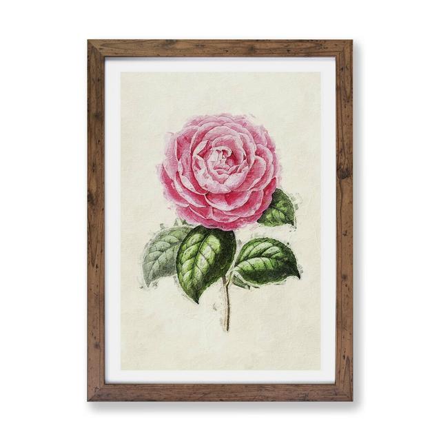 'Garden Rose' - Picture Frame Painting Print on Paper East Urban Home Size: 33cm H x 45cm W x 2cm D, Frame Option: Walnut on Productcaster.