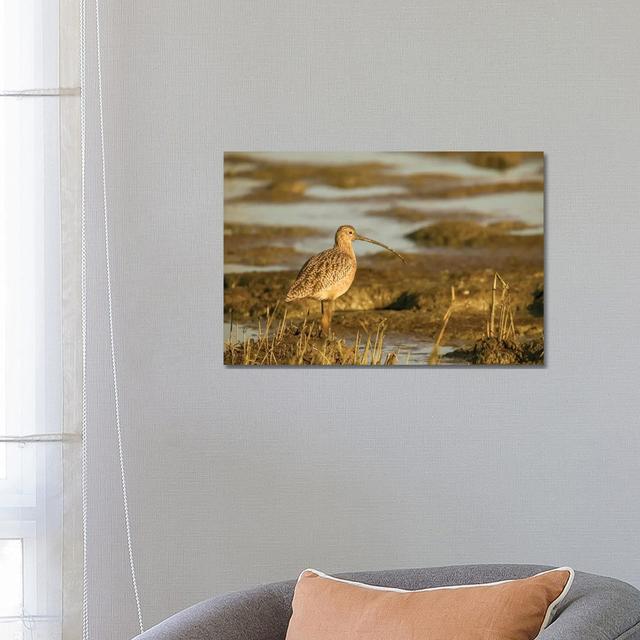 Long-Billed Curlew Walking in a Tidal Mudflat, Palo Alto Baylands Nature Preserve, California, USA by Janet Horton - Wrapped Canvas Photograph Latitud on Productcaster.