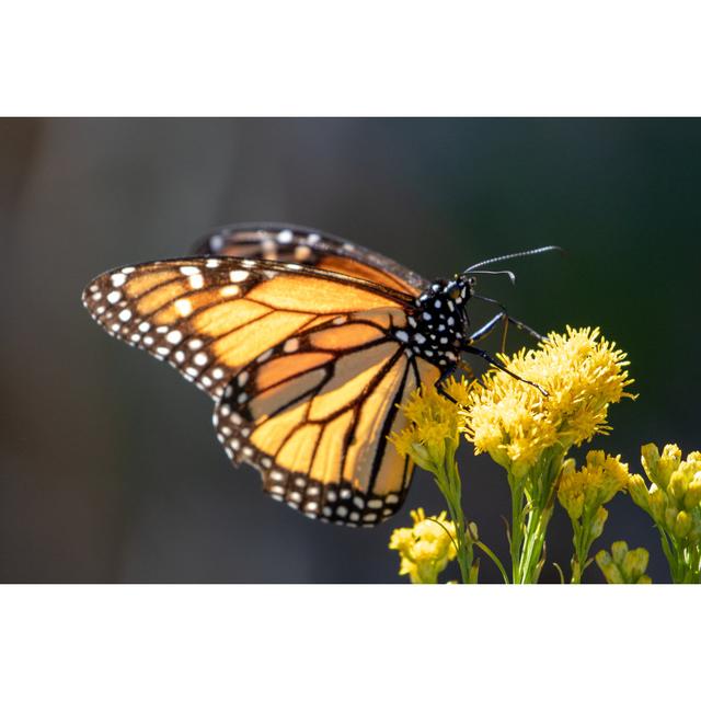 Laureldale Monarch Butterfly - Wrapped Canvas Photograph Brambly Cottage Size: 61cm H x 91cm W x 3.8cm D on Productcaster.