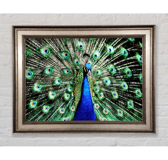 Stunning Peacock Feathers - Single Picture Frame Art Prints Bright Star Size: 21cm H x 42cm W x 8cm D on Productcaster.