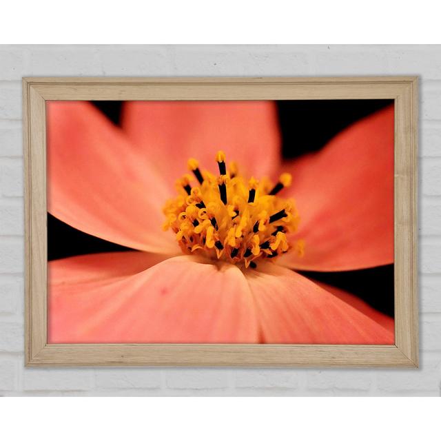 Orange Petal Beauty - Single Picture Frame Art Prints Ebern Designs Size: 59.7cm H x 84.1cm W on Productcaster.