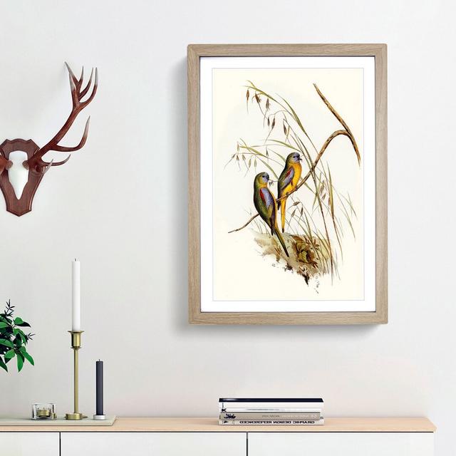 Grass-Parakeets by Elizabeth Gould - Picture Frame Art Print East Urban Home Frame Option: Oak Framed, Size: 65cm H x 48cm W x 2cm D on Productcaster.