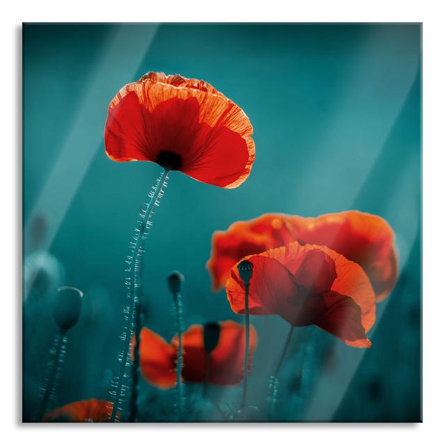 Poppies In A Meadow At Night - No Frame Print on Glass Brayden Studio Size: 60cm H x 60cm W x 0.4cm D on Productcaster.