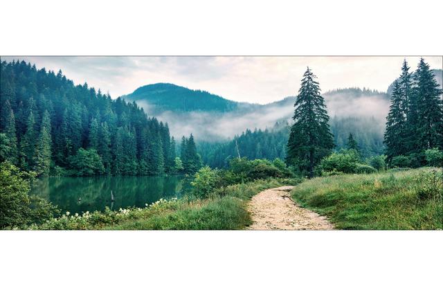 Forest Trail - No Frame Panoramic Art Prints on Float Glass Alpen Home Size: 50cm H x 125cm W x 1.4cm D on Productcaster.