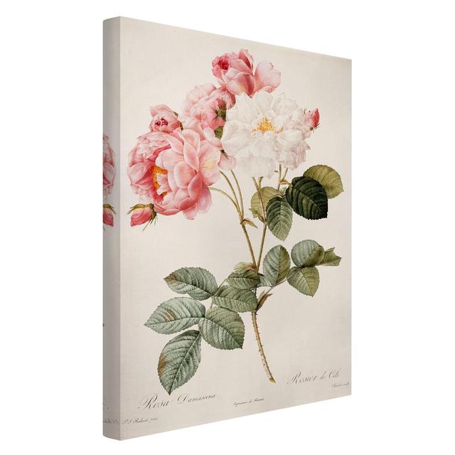 Damascus Rose by Pierre Joseph Redoute - Wrapped Canvas Painting Mercer41 Size: 90cm H x 60cm W on Productcaster.