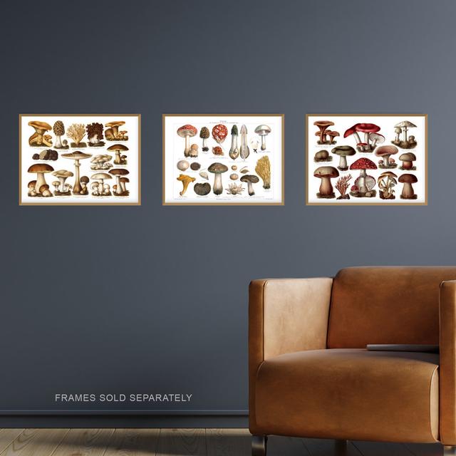 Vintage Poisonous And Edible Mushrooms Illustrations 3-Piece Set Unframed Wall Art Prints Study Office Aesthetic Meyers Lexikon Brambly Cottage Size: on Productcaster.