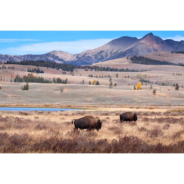 Buffalo Or Bison And Wilderness by DaydreamsGirl - Print Natur Pur Size: 20cm H x 30cm W on Productcaster.