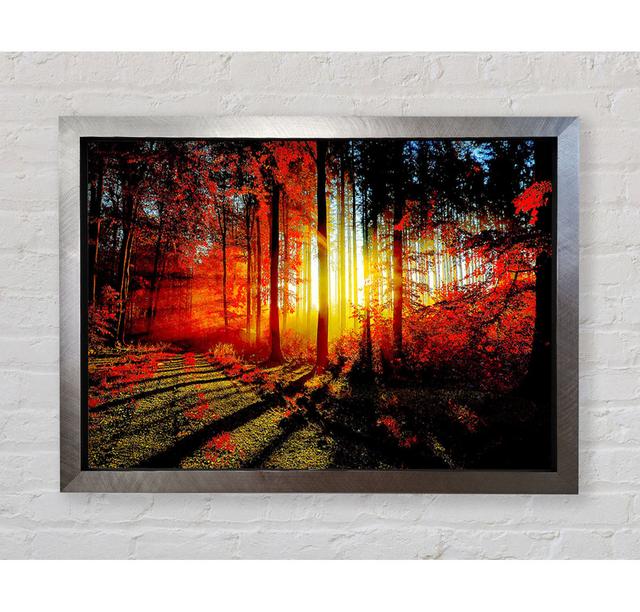 Forest - Single Picture Frame Art Prints Bright Star Size: 59.7cm H x 84.1cm W x 3.4cm D on Productcaster.