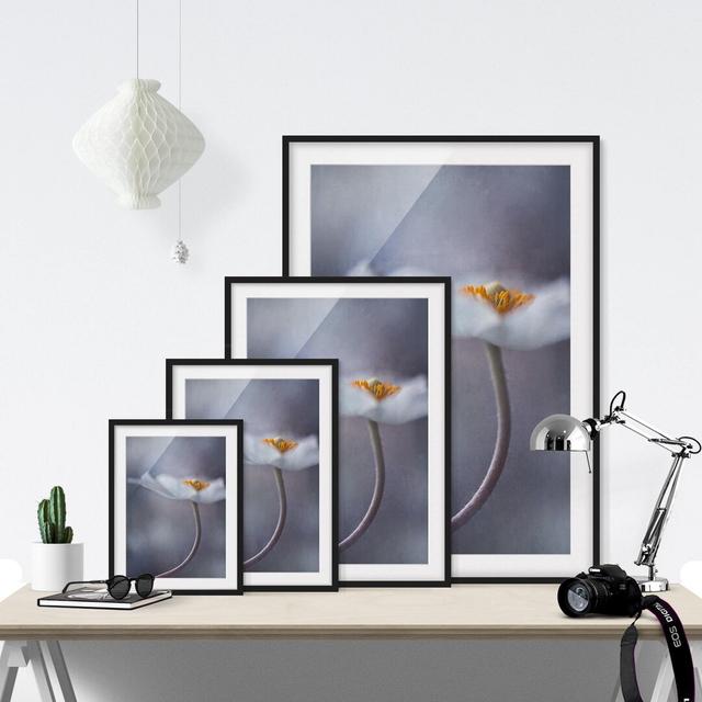 White Anemone Blossom Framed Photographic Art Print East Urban Home Rahmenoptionen: Matt black, Size: 70cm H x 50cm W on Productcaster.