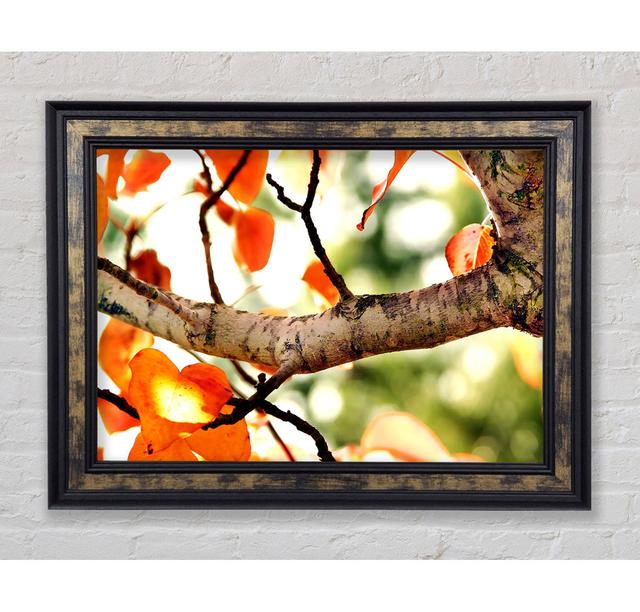 Fall Tree - Single Picture Frame Art Prints Bright Star Size: 84.1cm H x 142.2cm W x 8cm D on Productcaster.