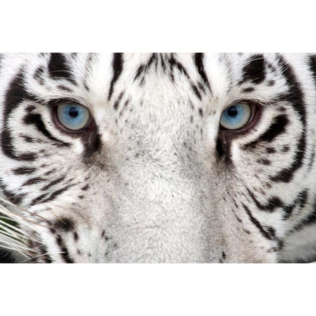 Tiger Eyes by Stephanie Deal - Wrapped Canvas Print 17 Stories Size: 20cm H x 30cm W on Productcaster.