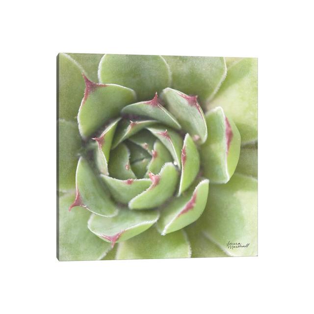 Garden Succulents II by Laura Marshall - Wrapped Canvas Print World Menagerie Size: 30.48cm H x 30.48cm W x 1.91cm D on Productcaster.