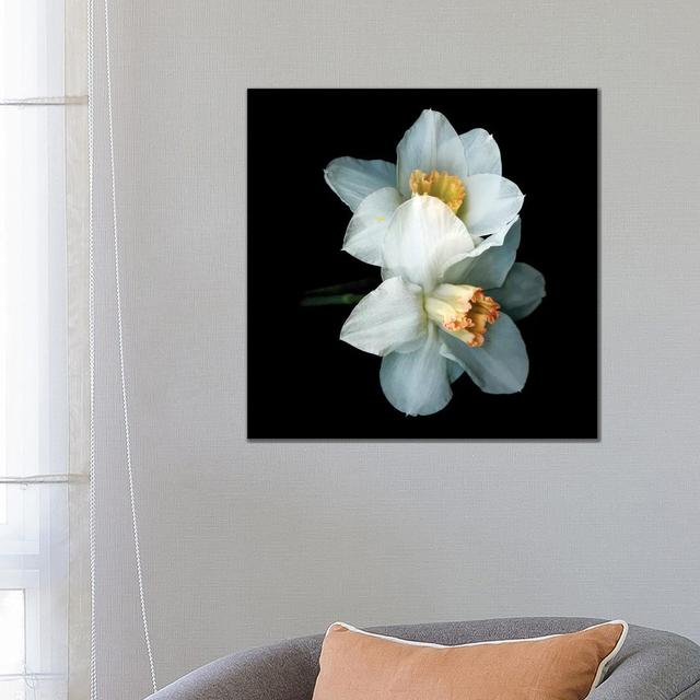 Daffodil Special V by Magda Indigo - Wrapped Canvas Photograph Latitude Run Size: 66.04cm H x 66.04cm W x 3.81cm D on Productcaster.