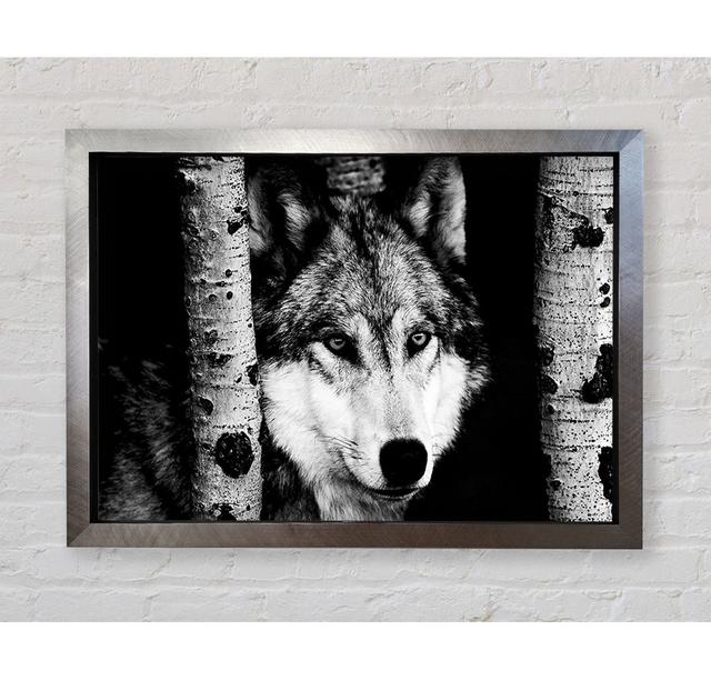 Wolfsstarren - Einzelne Bilderrahmen Kunstdrucke Alpen Home Größe: 84,1 cm H x 118,9 cm B x 3,4 cm T on Productcaster.