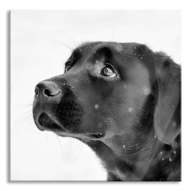 Black Labrador in the Snow - Unframed Photograph on Glass Brayden Studio Size: 80cm H x 80cm W x 0.4cm D on Productcaster.