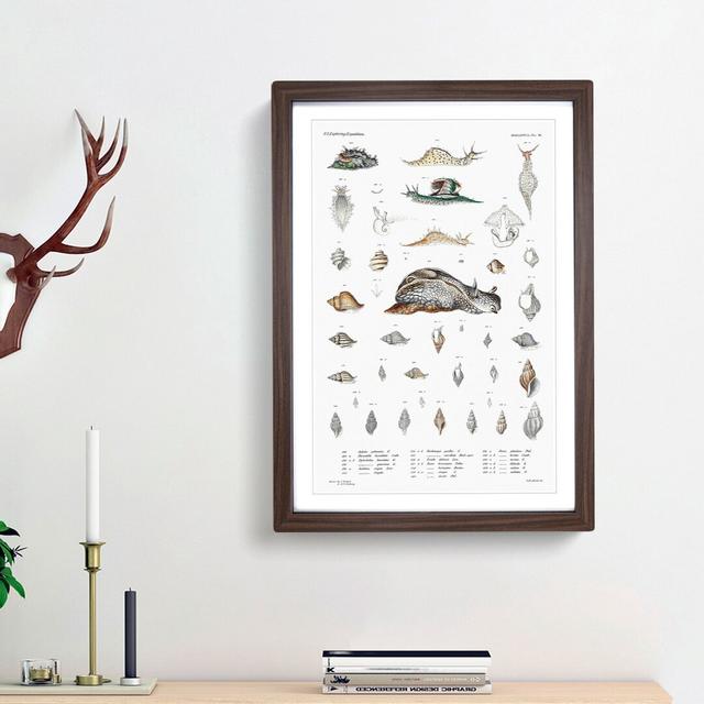 Snail Shells & Slugs by A.A. Gould - Picture Frame Art Prints East Urban Home Frame Option: Walnut Framed, Size: 48cm H x 36cm W x 2cm D on Productcaster.