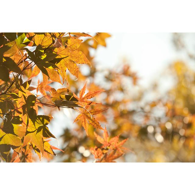 Autumn Leaves by JaysonPhotography - Wrapped Canvas Print 17 Stories Size: 30cm H x 46cm W on Productcaster.