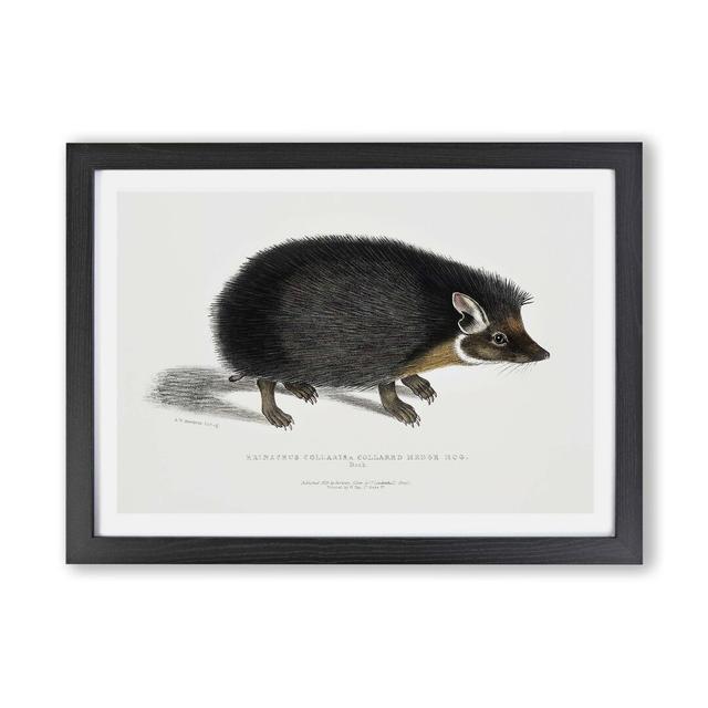 'Collared Hedgehog' by John Edward Gray - Picture Frame Painting Print on Paper East Urban Home Size: 33cm H x 45cm W x 2cm D, Frame Option: Black on Productcaster.