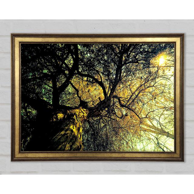 Ancient Tree - Single Picture Frame Art Prints Alpen Home Size: 84.1cm H x 118.9cm W x 1.5cm D on Productcaster.