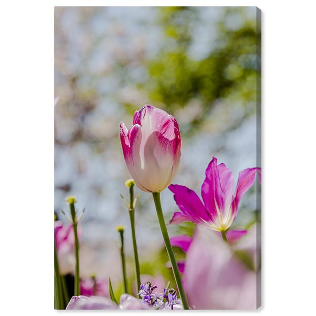 'Curro Cardenal - Flower at the Center' - Wrapped Canvas Photograph Print East Urban Home Size: 76.2 cm H x 114.3 cm W on Productcaster.