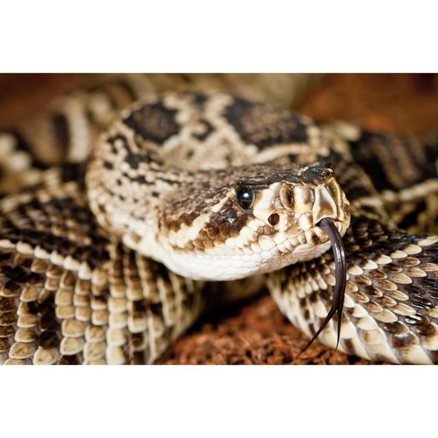 Eastern Diamondback Rattlesnake by Pitchwayz - Wrapped Canvas Print 17 Stories Size: 61cm H x 91cm W on Productcaster.