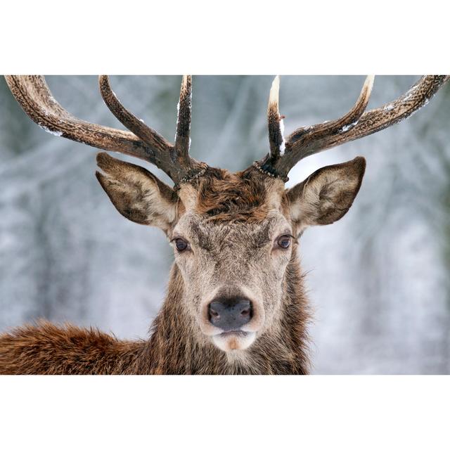 Winter Deer - Wrapped Canvas Print Union Rustic Size: 30cm H x 46cm W on Productcaster.